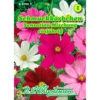 Saatgut Cosmos Sensations-Mischung, Für Ca. 40 Pflanzen