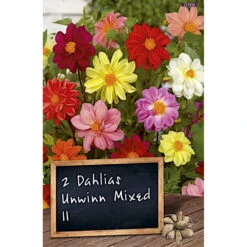 Blumenzwiebel Dahlia Unwinn Mixed