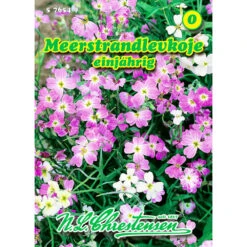 Saatgut Malcolmia, Meerstrandleckoje Reicht Für Ca. 100 Pflanzen