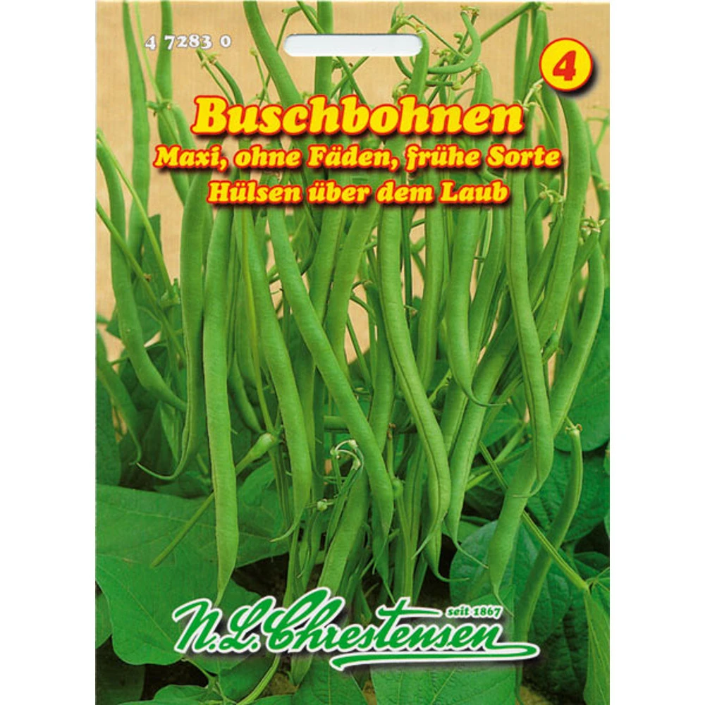 Buschbohnen Maxi FrĂŒhe Sorte Mit Hohen Ertrag