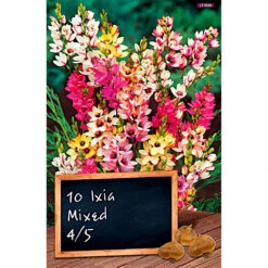Blumenzwiebel Ixien Mischung