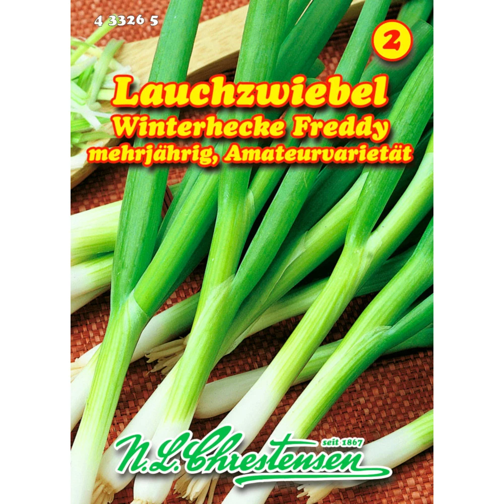 Saatgut Lauchzwiebel Winterhecke Freddy Mehrjährig