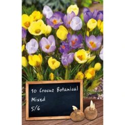 Botanische Krokus-Mischung Blumenzwiebeln