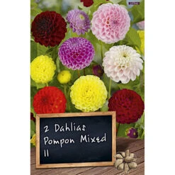 Dahlien Blumenzwiebel-Mischung Pompom