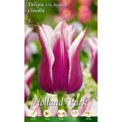 Lilienblütige Tulpen Claudia Holland Park Blumenzwiebeln