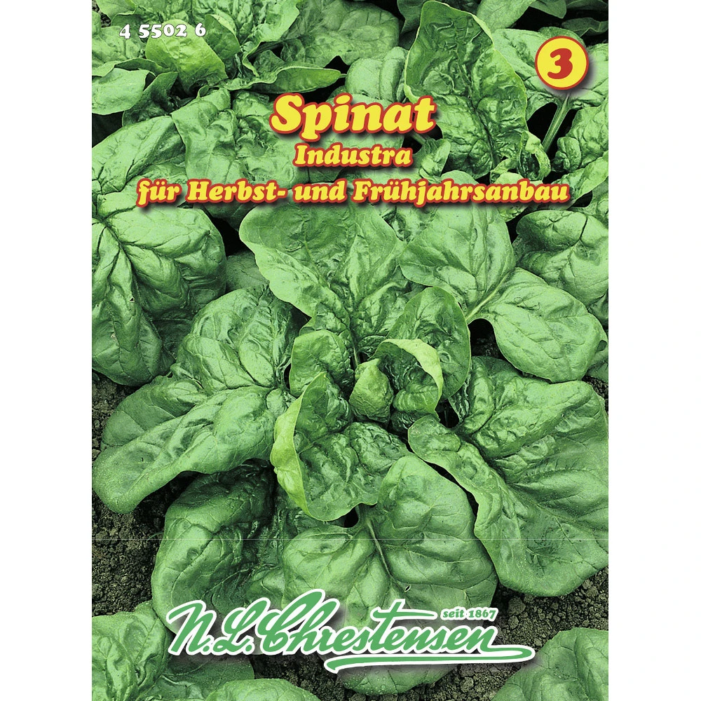 Saatgut Spinat Industra Gute Widerstandsfähigkeit Und Hoher Ertrag