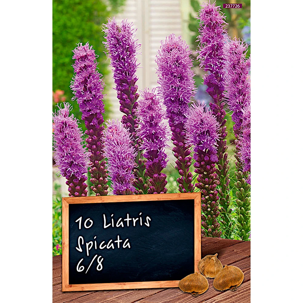 Blumenzwiebel Prachtscharte Liatris Spicata