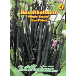 Saatgut Buschbohnen Purple Teepee Ohne Fäden, Ertragreich