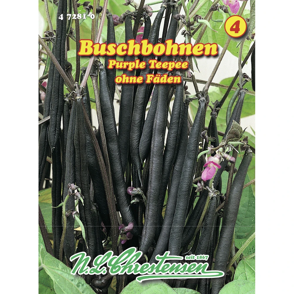 Saatgut Buschbohnen Purple Teepee Ohne FĂ€den, Ertragreich