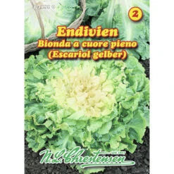 Saatgut Endivien Sehr Widerstandsfähig