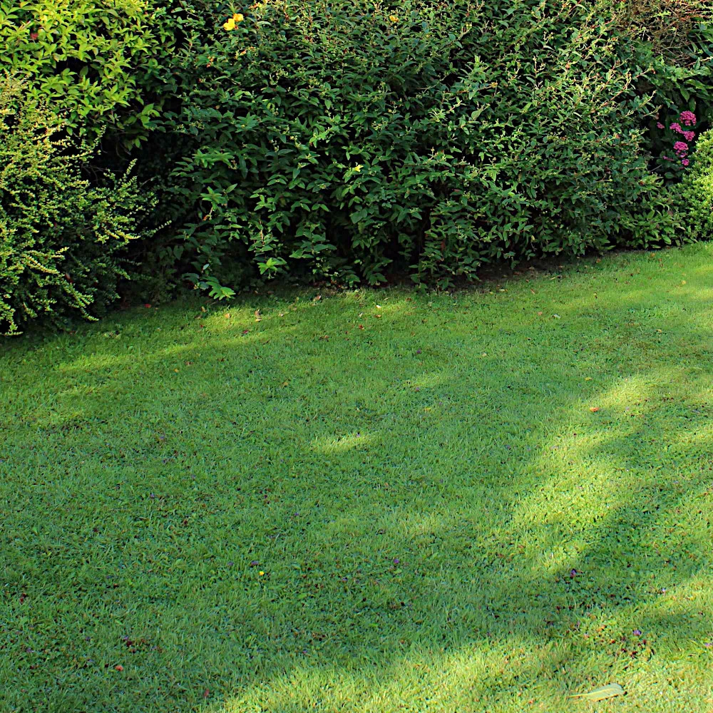 WESTLAND Trocken- Und Schattenrasen-Saatgutmischung 40 M² 1,0 Kg – Bild 3