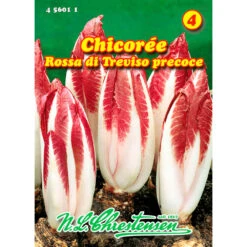 Saatgut Chicorée Rossa Di Treviso Precoce Für Ca. 100 Pflanzen