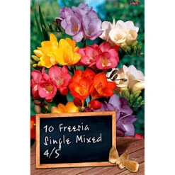 Blumenzwiebel Freesien Mischung