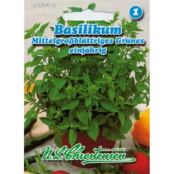 Basilikum Mittelgroßblättriges Grünes Ideal Zum Würzen