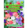 Saatgut Lathyrus Edelwicken Cuthbertson Prachtmischung, Reicht Für Ca. 30 Pflanzen