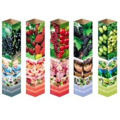 Jumbo-Beerenobst In Verschiedenen Sorten