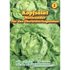 Saatgut Kopfsalat Maiwunder