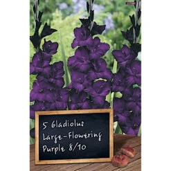 Gladiolen Blumenzwiebel Blau