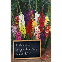 Gladiolen Blumenzwiebel Mischung Bunt