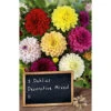 Schmuckdahlien Blumenzwiebel-Mischung Decorative