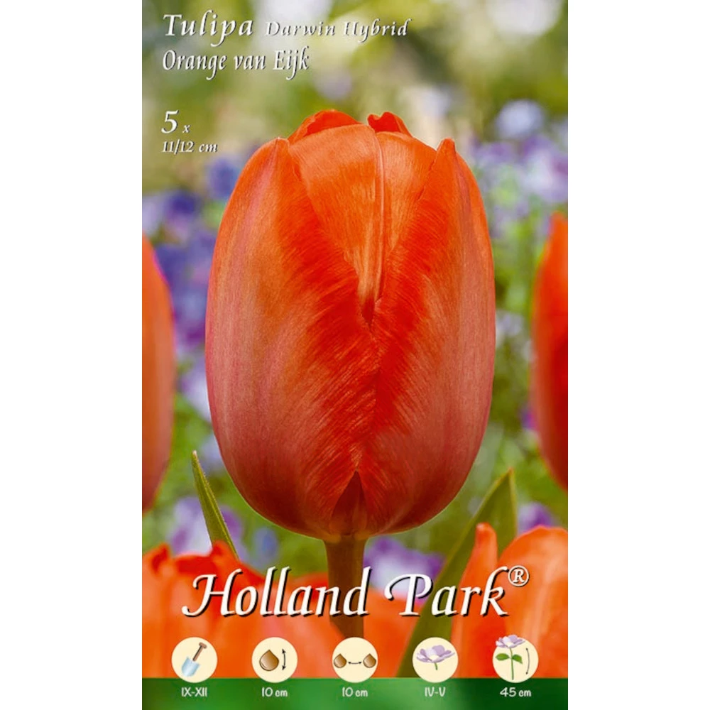 Darwin Tulpen Orange Van Eijk Holland Park Blumenzwiebeln