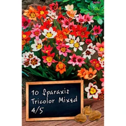 Blumenzwiebel Sparaxis Mischung