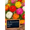 Ranunkel Blumenzwiebel Mischung