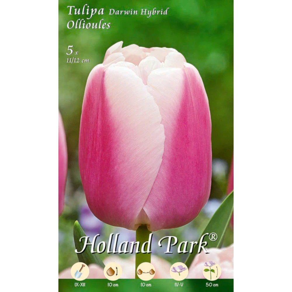 Darwin Tulpen Ollioules Holland Park Blumenzwiebeln